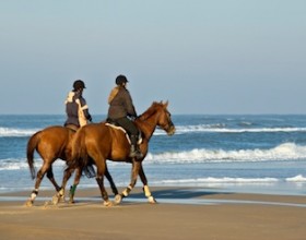 Balade Équestre au bord de la mer au Royal Club Équestre à seulement 60dh!