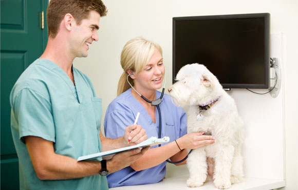 Toilettage complet pour chiens et chats à la Clinique Vétérinaire Animalia à seulement 150dhs au lieu de 300!