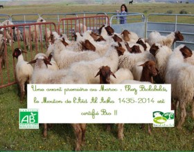 Aid El Adha: Achetez votre mouton certifié BIO et économisez 14% sur le prix régulier!
