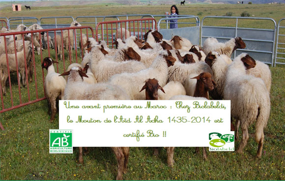 Aid El Adha: Achetez votre mouton certifié BIO et économisez 14% sur le prix régulier!